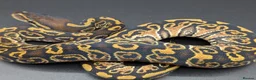 Python Snake reptiles for sale: Rack system with royals  - Advert 20