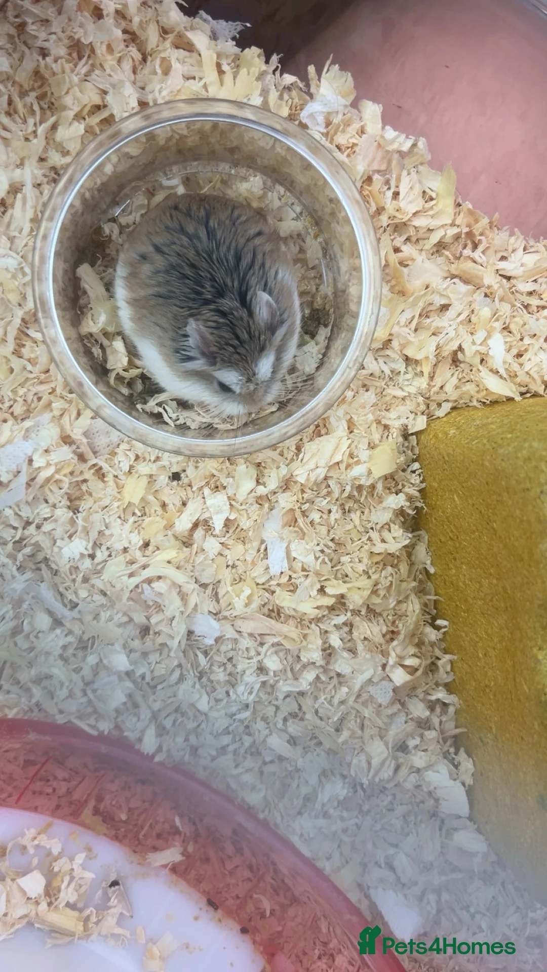 Hamster rodents for sale: roborovski hamster in Saint Helens - Advert 5