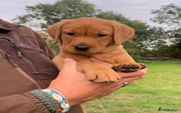 Labrador Retriever dogs for sale: Red Fox Labrador Puppies  - Image 1