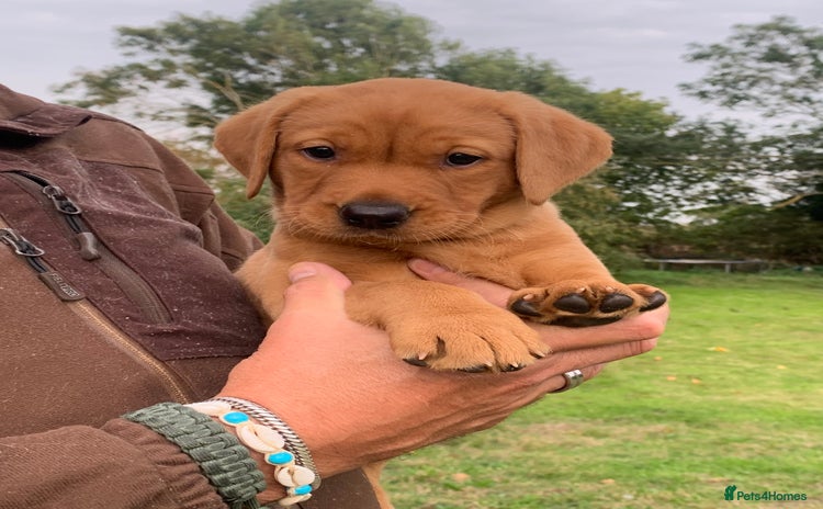 Labrador Retriever dogs - Advert 14