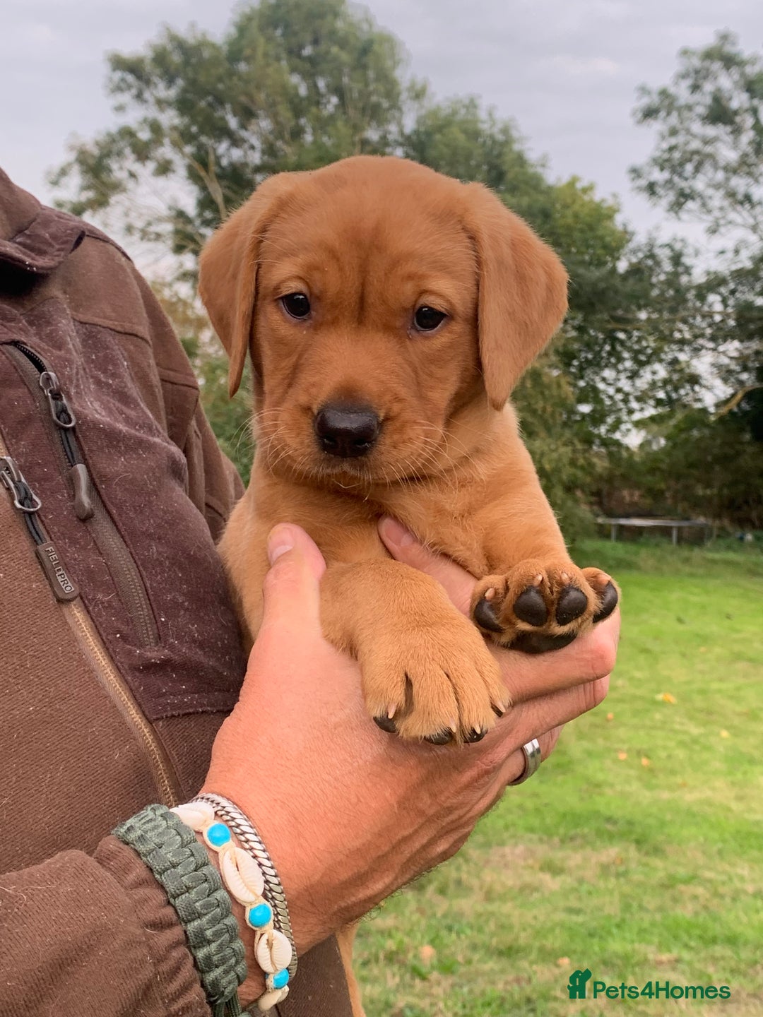Labrador Retriever dogs for sale: Red Fox Labrador Puppies  - Image 1