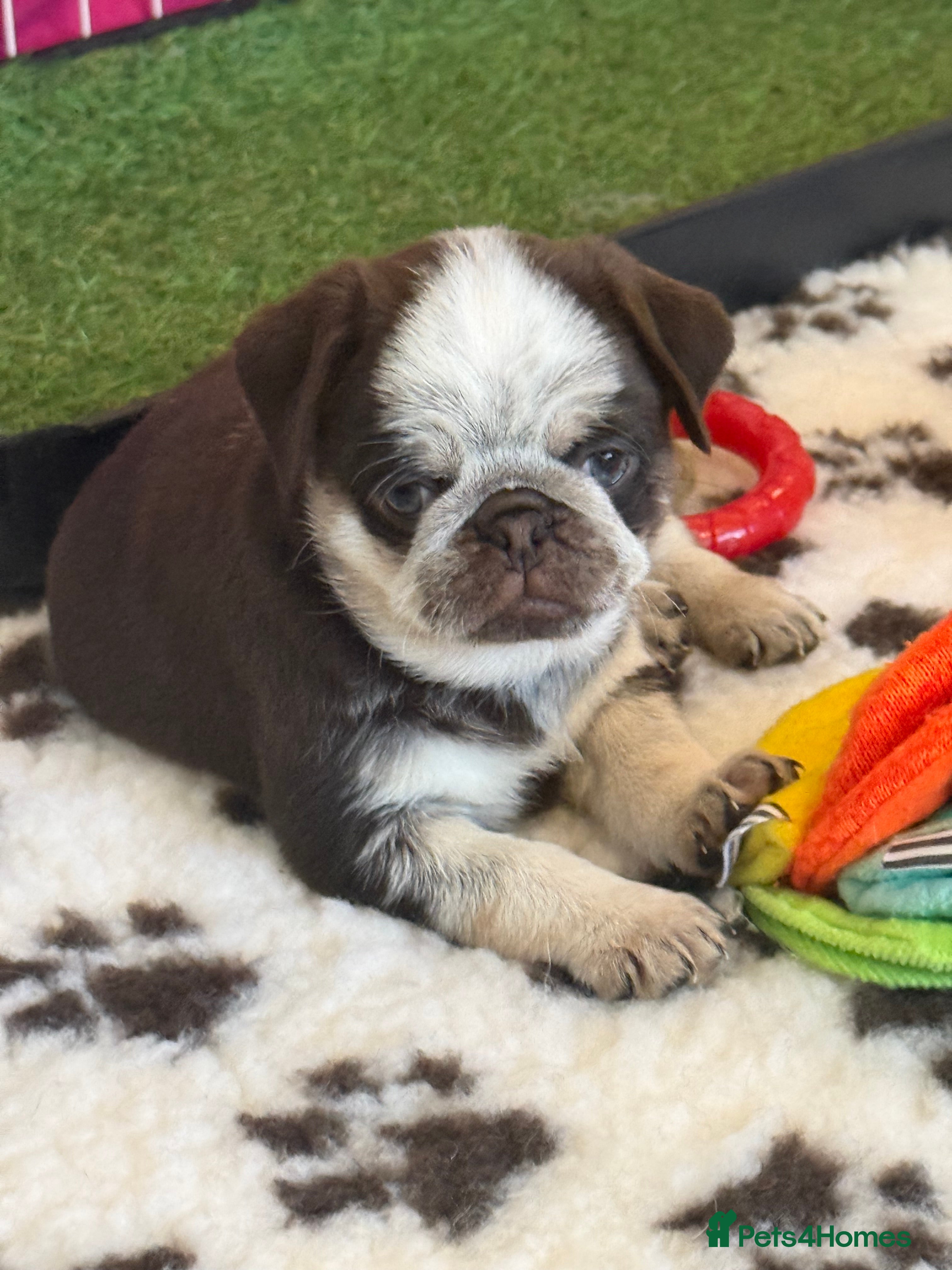 Pug dogs Kc lilac and chocolate pugs 5 star licensed  - Advert 2