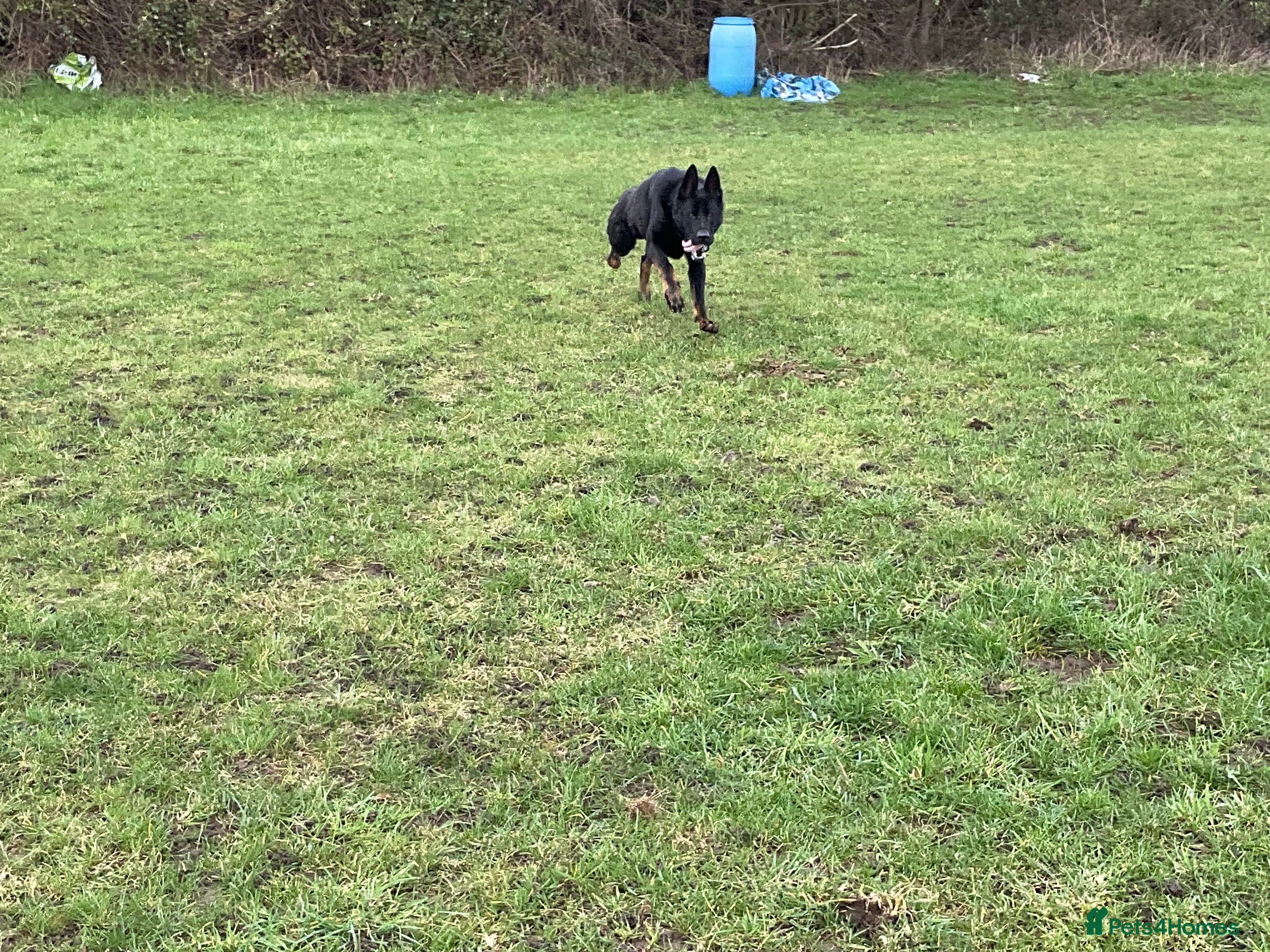 German Shepherd dogs 1 Bitch 2 Males Looking For the right Homes - Advert 7