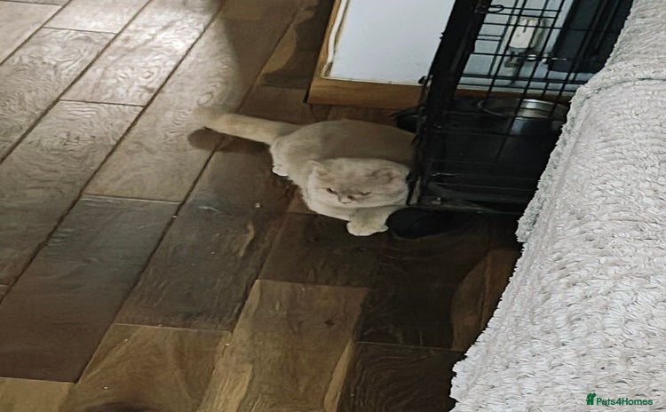 British Shorthair cats - Advert 18