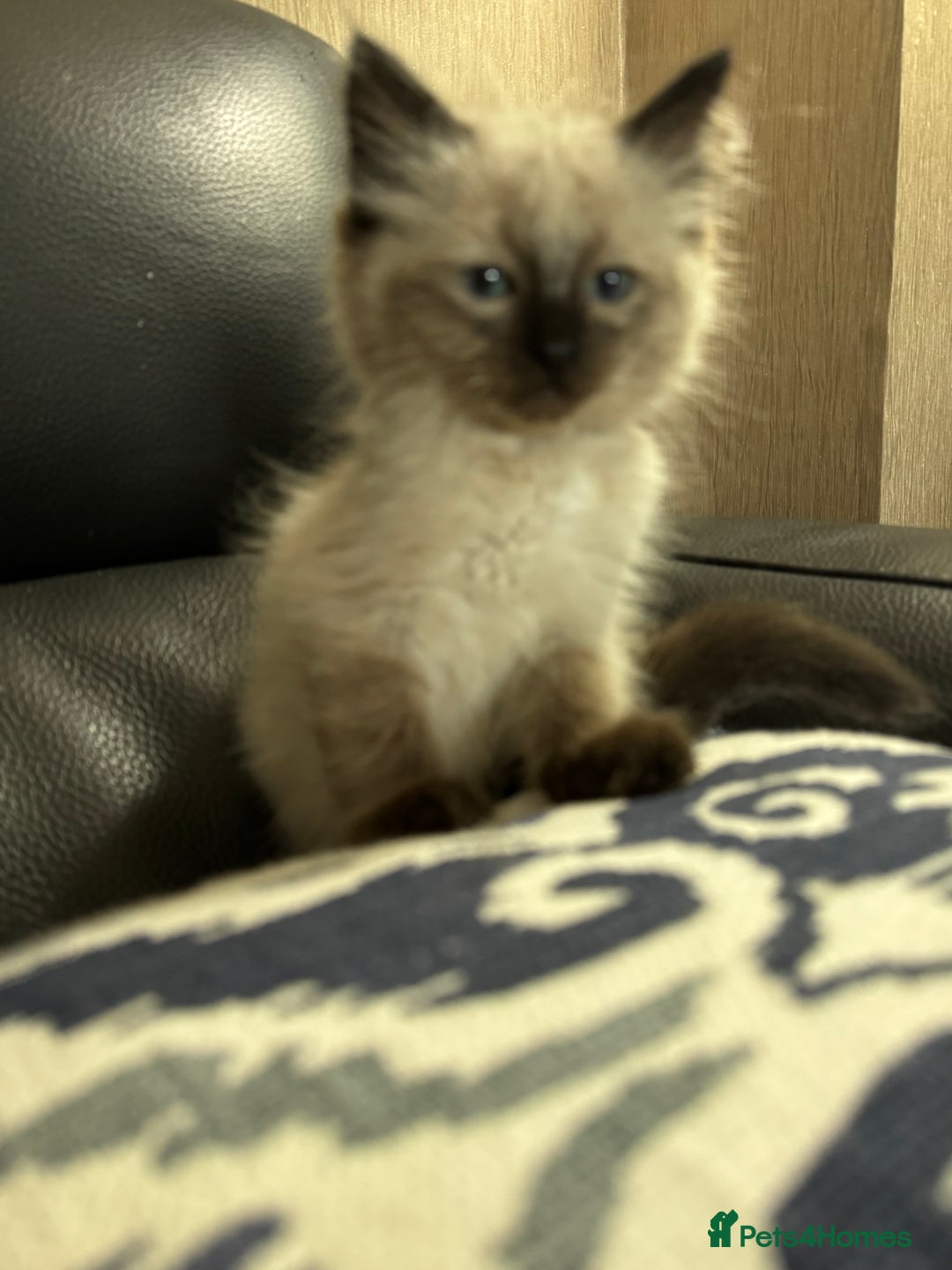 Ragdoll cats for sale: 2 stunning seal point ragdoll boys  - Image 17