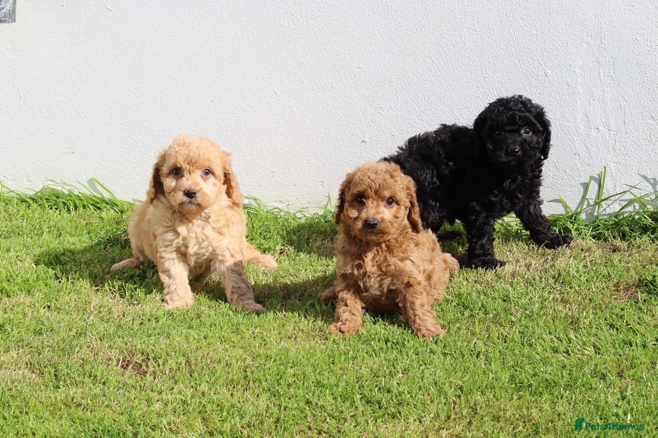 Cockapoo dogs Beautiful Cockapoo puppies for sale  - Advert 1