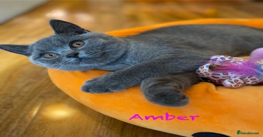 British Shorthair cats in Dundee - Advert 9