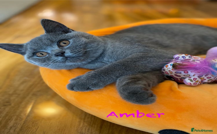 British Shorthair cats in Dundee - Advert 1