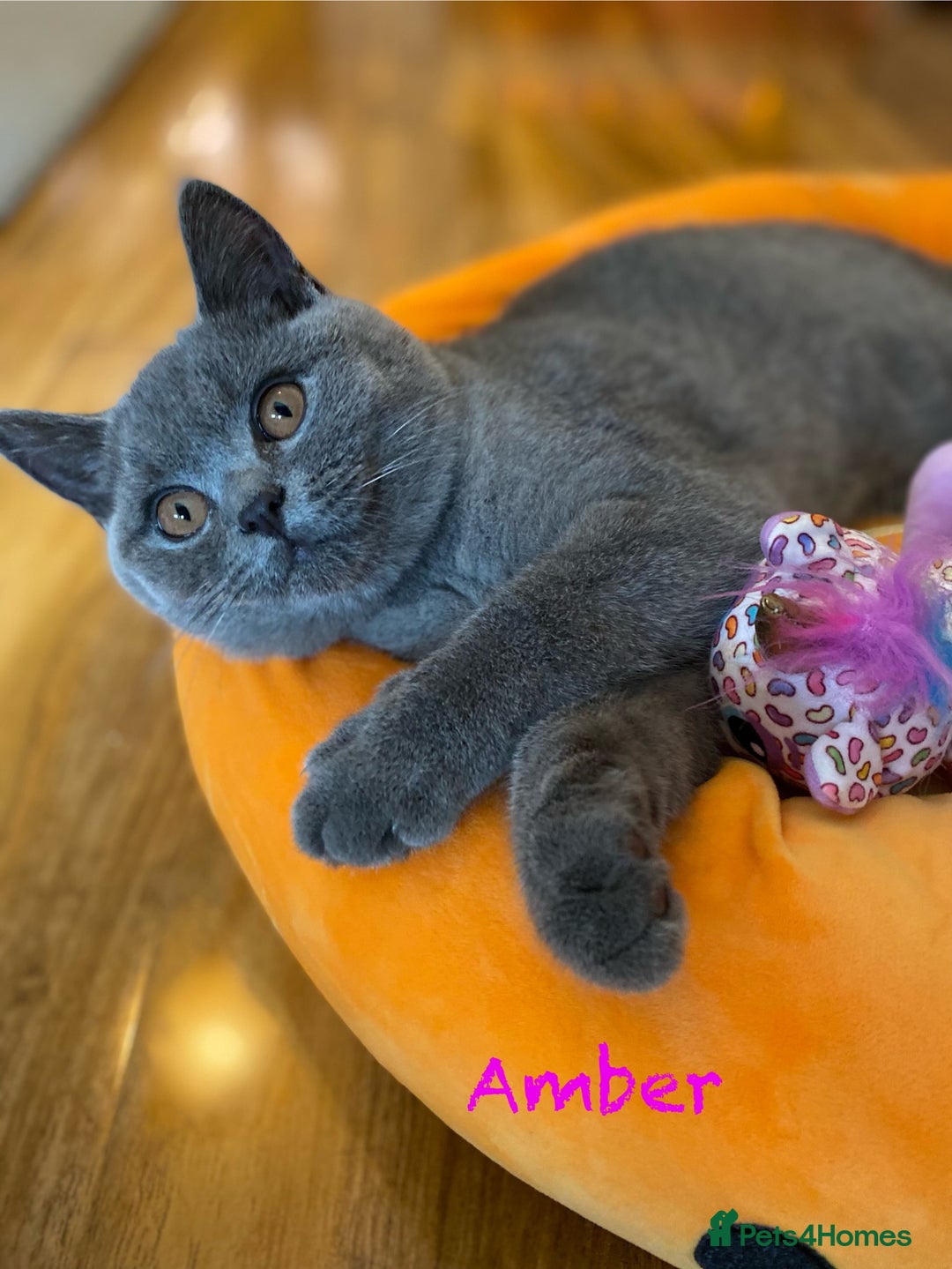 British Shorthair cats for sale: British Shorthair kittens, GCCF Certificate  in Dundee - Image 1
