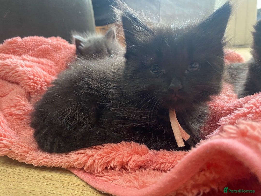 Mixed Breed cats for sale: Adorable,  fluffy black kittens - Image 9