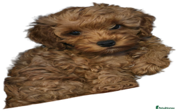 Cavapoochon dogs for sale: Male non-fade cavapoochon for sale - Image 4
