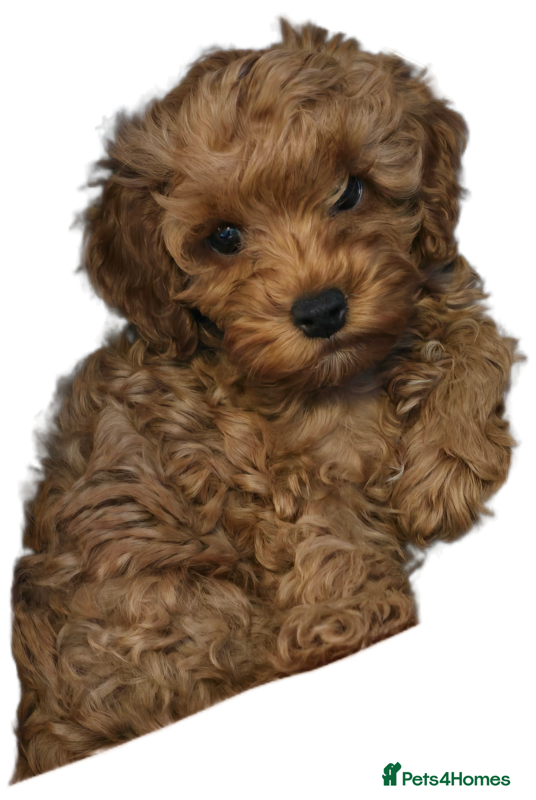 Cavapoochon dogs for sale: Male non-fade cavapoochon for sale - Image 4