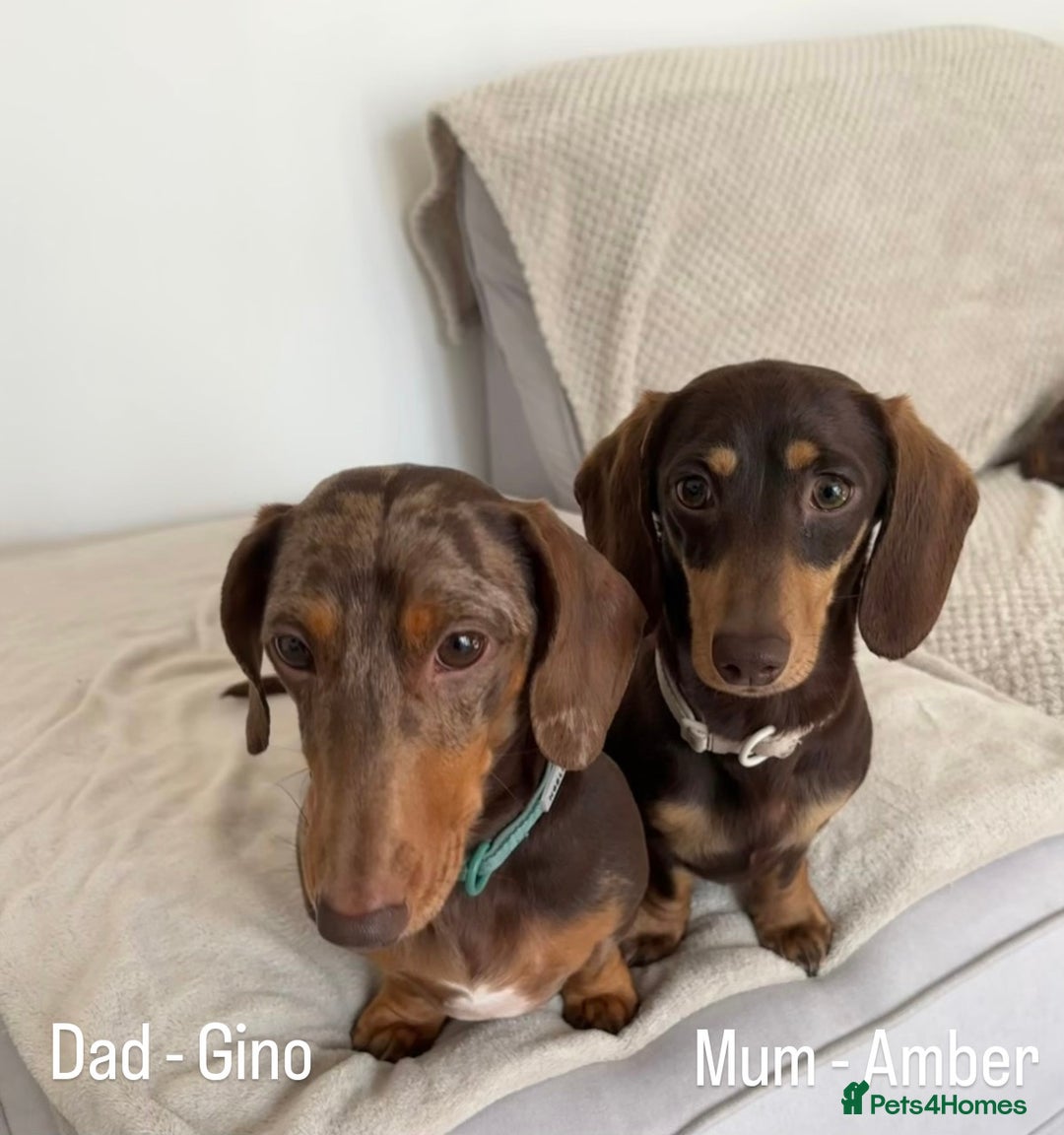 Miniature Dachshund dogs for sale: Last 2 Miniature Dachshund Pups Ready 23rd Dec! - Advert 21