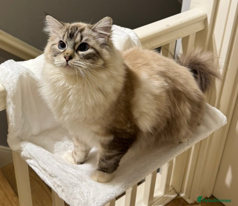 Ragdoll cats Female Ragdoll-Seal Mitted Lynx-2 years old - Advert 1