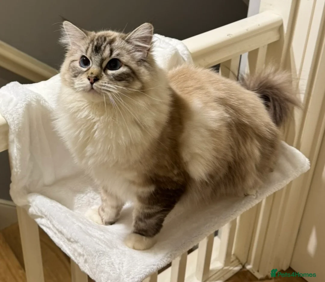 Ragdoll cats for sale: Female Ragdoll-Seal Mitted Lynx-2 years old - Advert 1