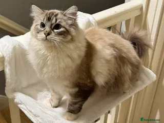 Ragdoll cats Female Ragdoll-Seal Mitted Lynx-2 years old - Advert 1