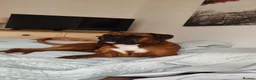 Boxer dogs for sale: 1.5 year old boy boxer - Advert 2