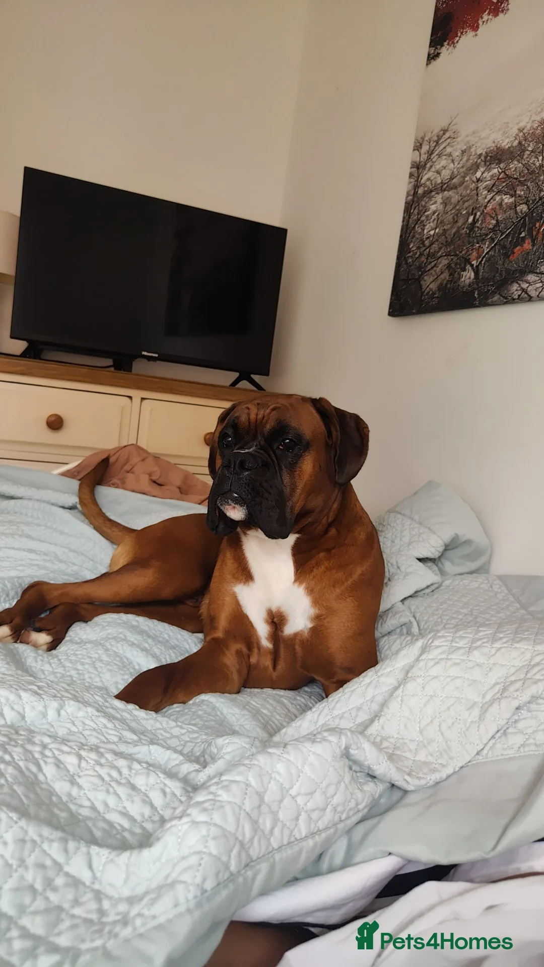 Boxer dogs for sale: 1.5 year old boy boxer - Advert 2