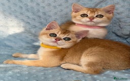British Shorthair cats for sale: British sh golden kittens NY 12 GCCF  - Image 11