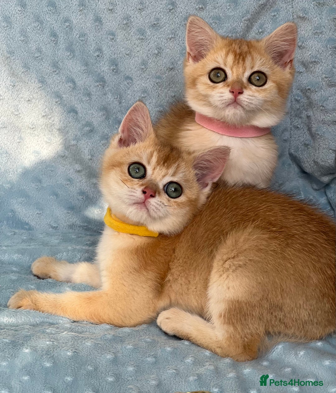 British Shorthair cats for sale: British sh golden kittens NY 12 GCCF  - Image 11