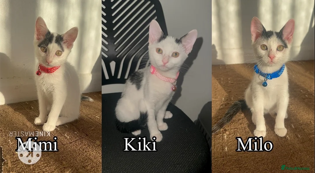 Mixed Breed cats for sale: White Black Kittens - Advert 1