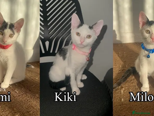Mixed Breed cats White Black Kittens - Advert 8