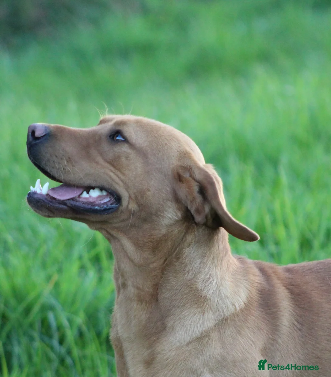 Labrador Retriever dogs for stud: Extensively Health Tested  Fox Red Labrador Stud in Totnes - Advert 8