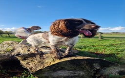 Cockapoo dogs for sale: Lovely Cockapoo looking for new loving home  - Image 1