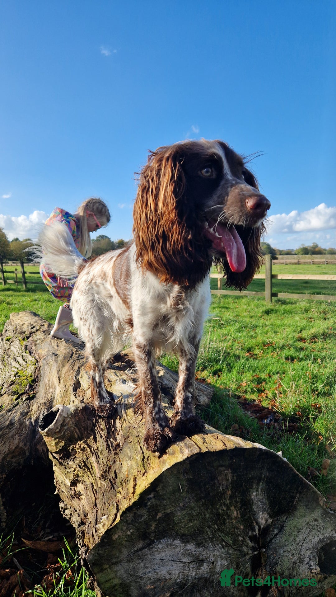 Cockapoo dogs for sale: Lovely Cockapoo looking for new loving home  - Image 1