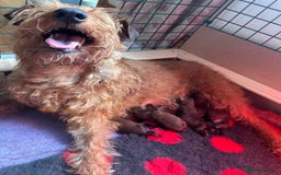 Irish Terrier dogs for sale: Male Irish Terrier Puppies - Image 7