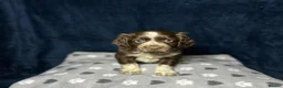 Cocker Spaniel dogs for sale: Working Cocker Spaniel - Chocolate, Roans, Golden - Advert 11