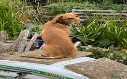 Mixed Breed dogs for adoption: Sweet and loveable Honey, 5 months old - Image 4