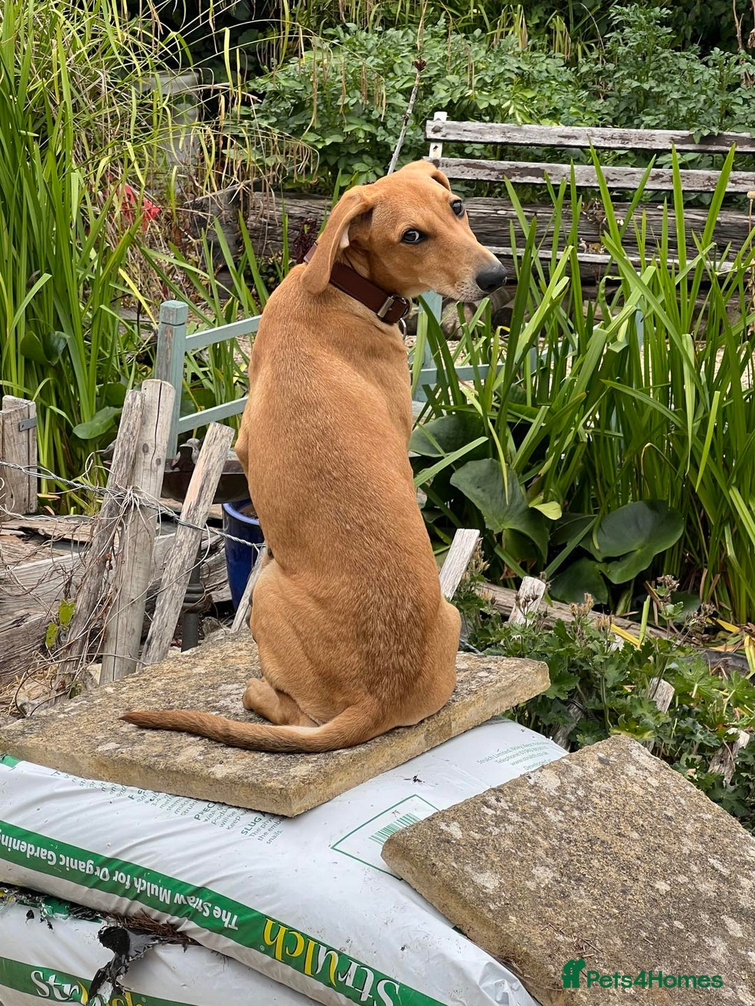 Mixed Breed dogs for adoption: Sweet and loveable Honey, 5 months old - Image 4