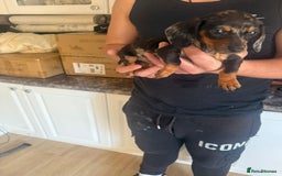 Dachshund dogs for sale: Dachshund puppies - Image 4