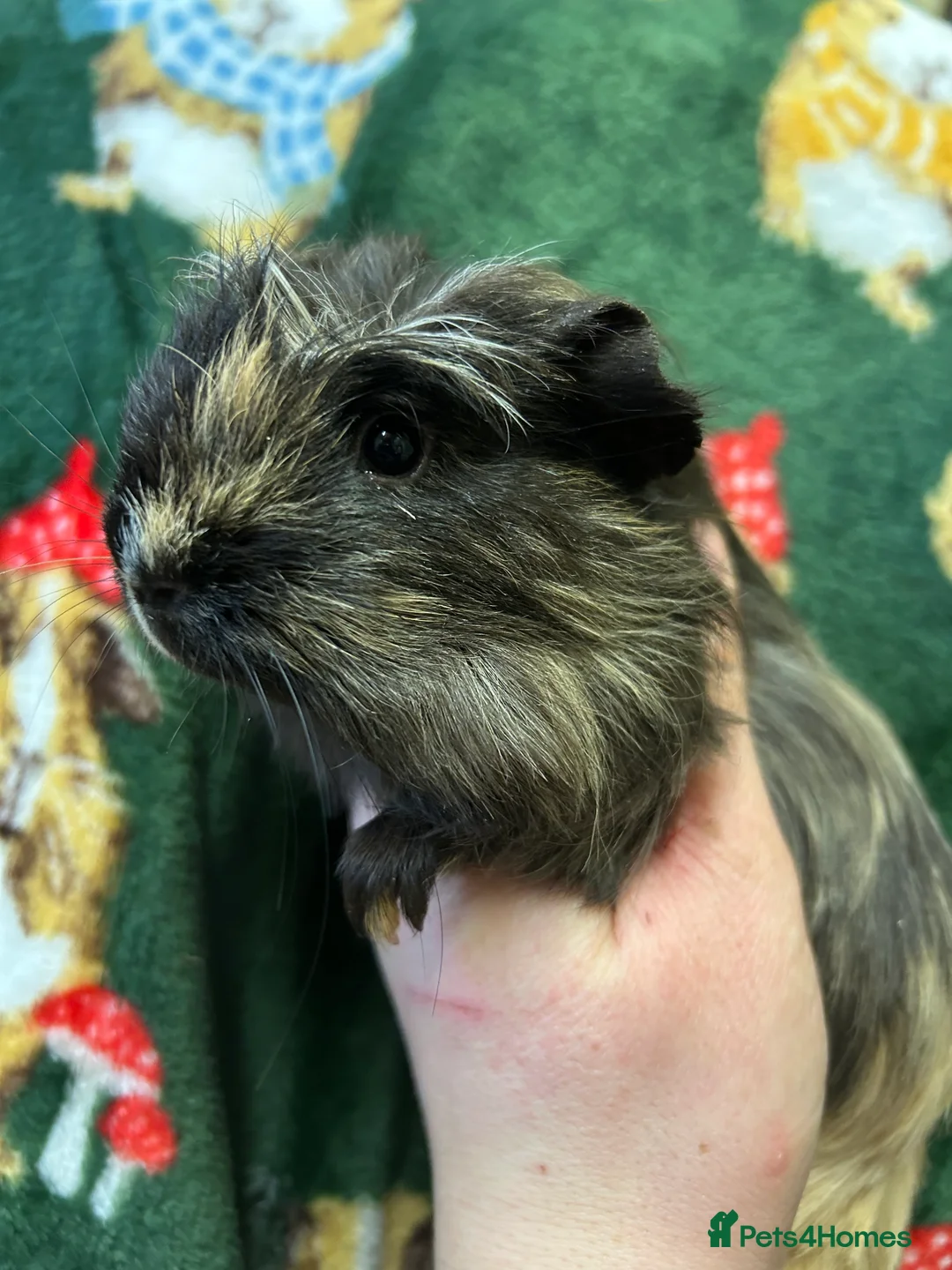 Guinea Pig rodents for sale: Baby female Guineapigs  - Advert 2