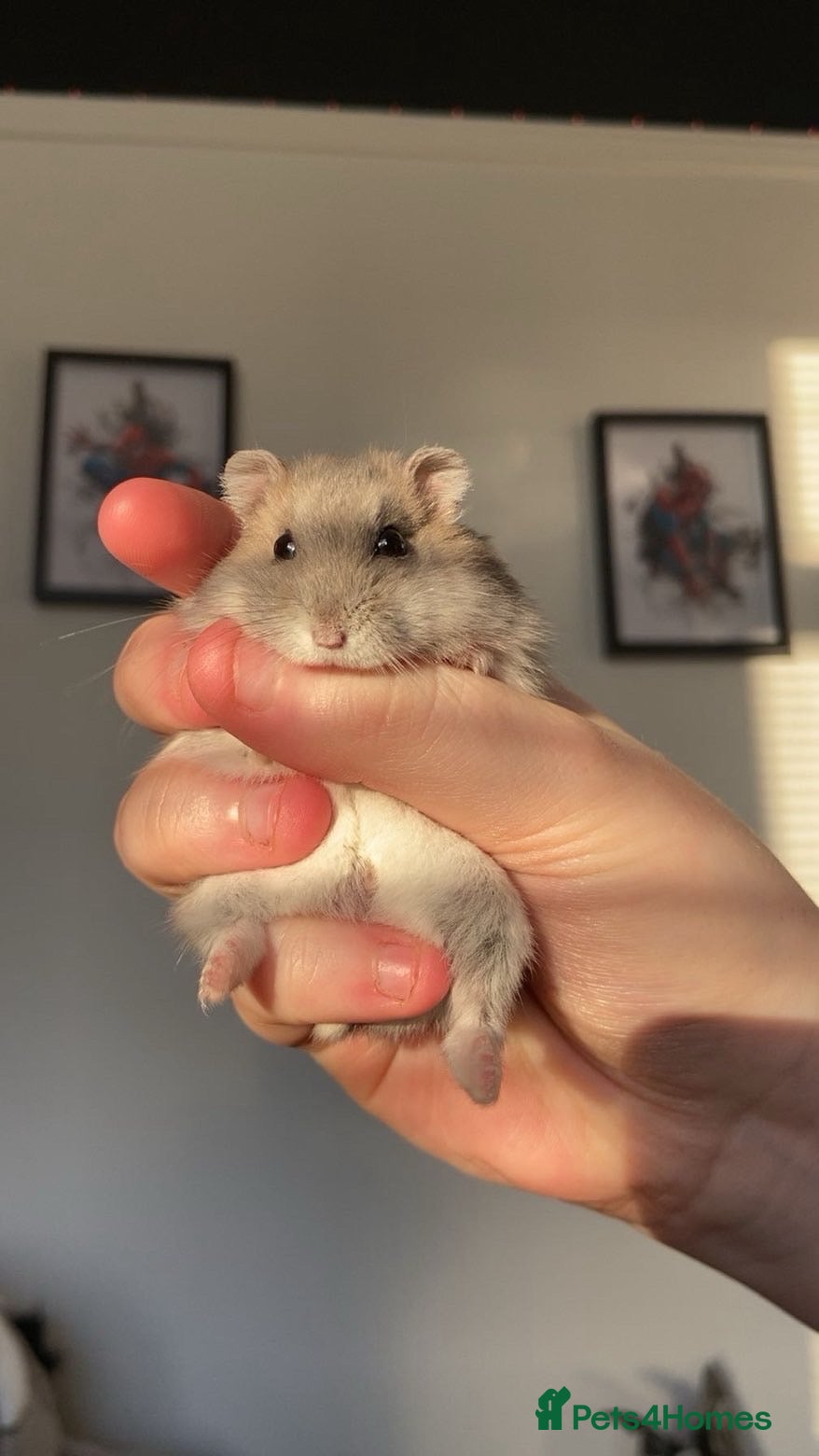 Hamster rodents selling my dwarf hamster with cage  - Advert 1