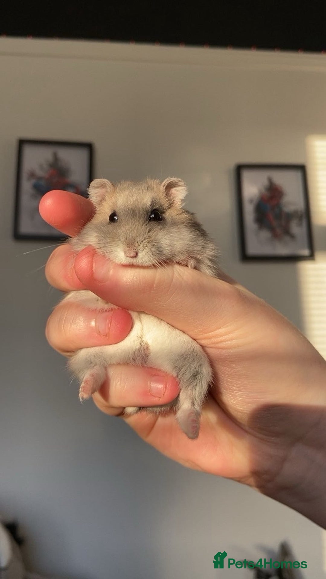 Hamster rodents for sale: selling my dwarf hamster with cage  - Advert 1