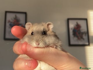 Hamster rodents selling my dwarf hamster with cage - Advert 1