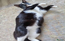 Domestic Shorthair cats for sale: 2 beautiful kittens for sale  - Image 5