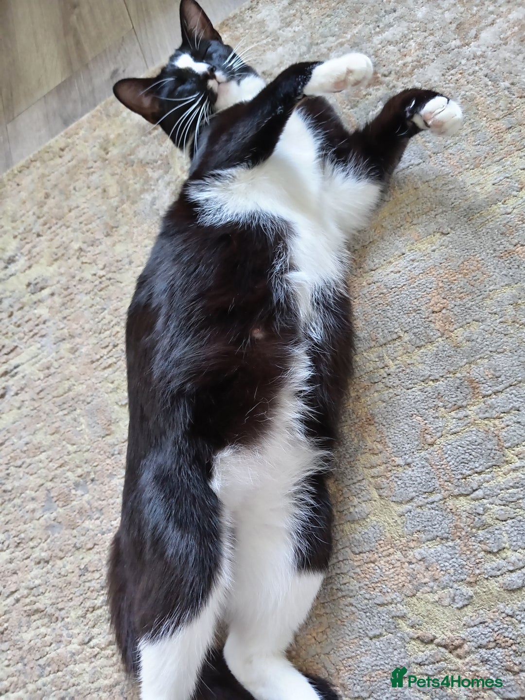 Domestic Shorthair cats for sale: 2 beautiful kittens for sale  - Image 5