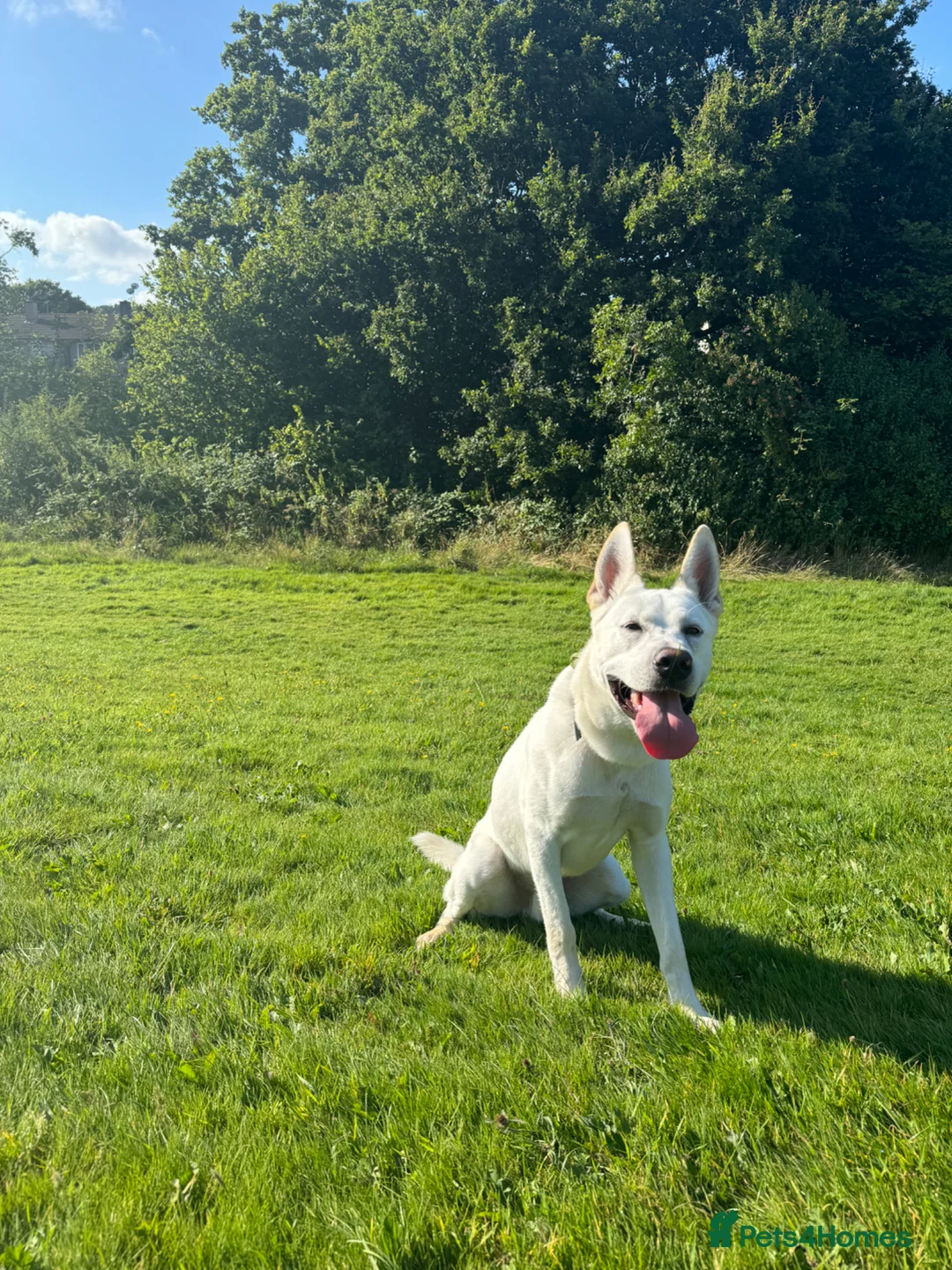 Mixed Breed dogs for sale: Husky cross  in Newport - Advert 5