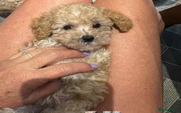Toy Poodle dogs for sale: Stunning toy poodle - Image 4
