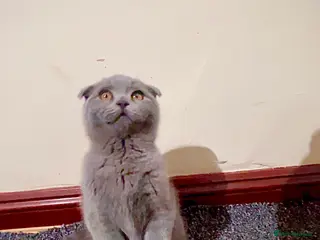 Scottish Fold cats Scottish fold - Advert 1