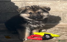 German Shepherd dogs for sale: German shepherd pups - Image 7