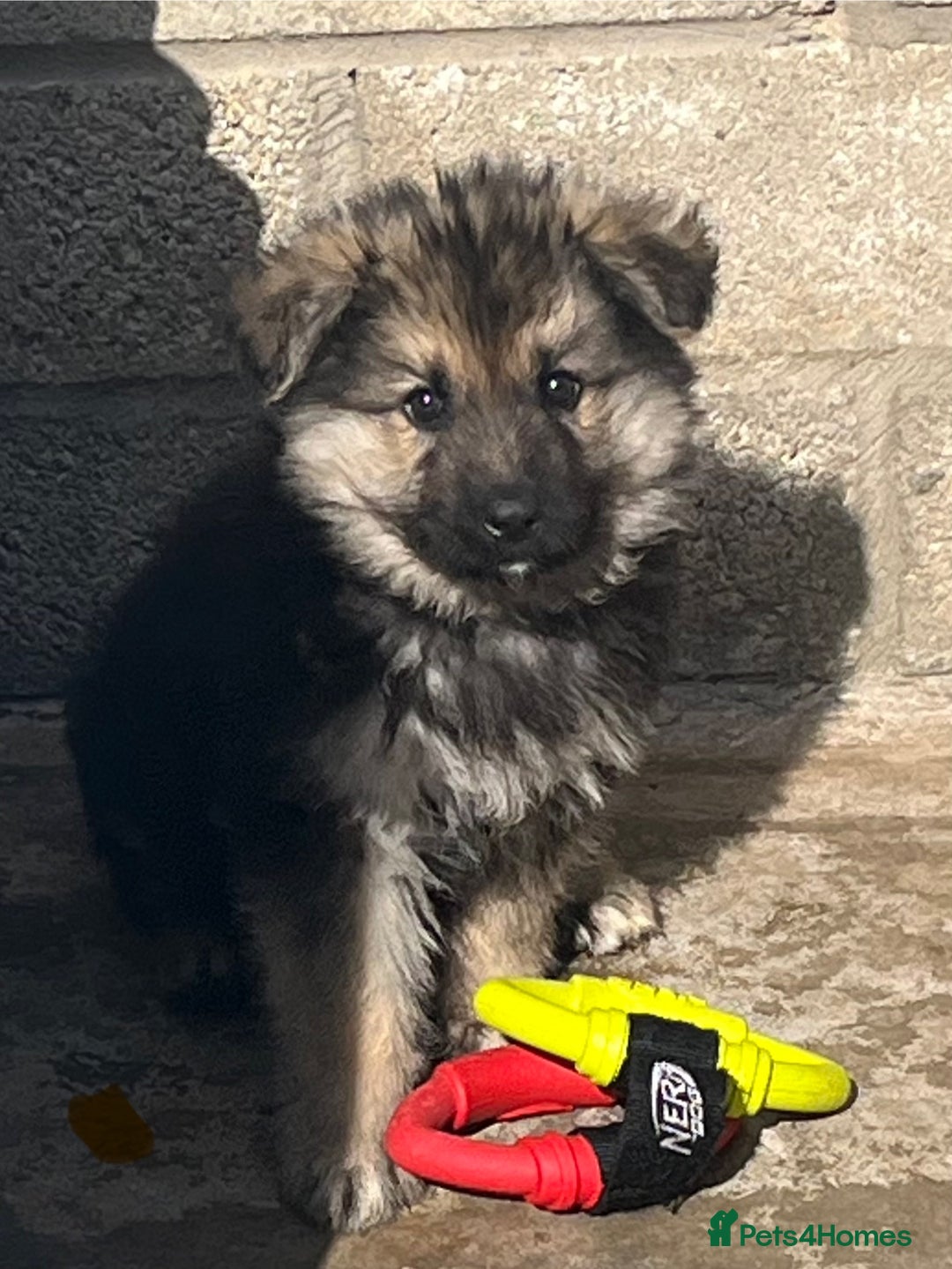 German Shepherd dogs for sale: German shepherd pups - Image 7