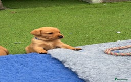 Labrador Retriever dogs for sale: Beautiful KC Fox Red Pups. 0/0 hip/elbow mum & dad - Image 12
