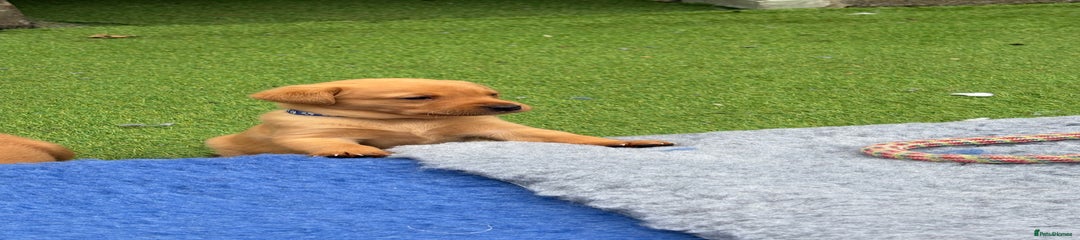 Labrador Retriever Puppy 5
