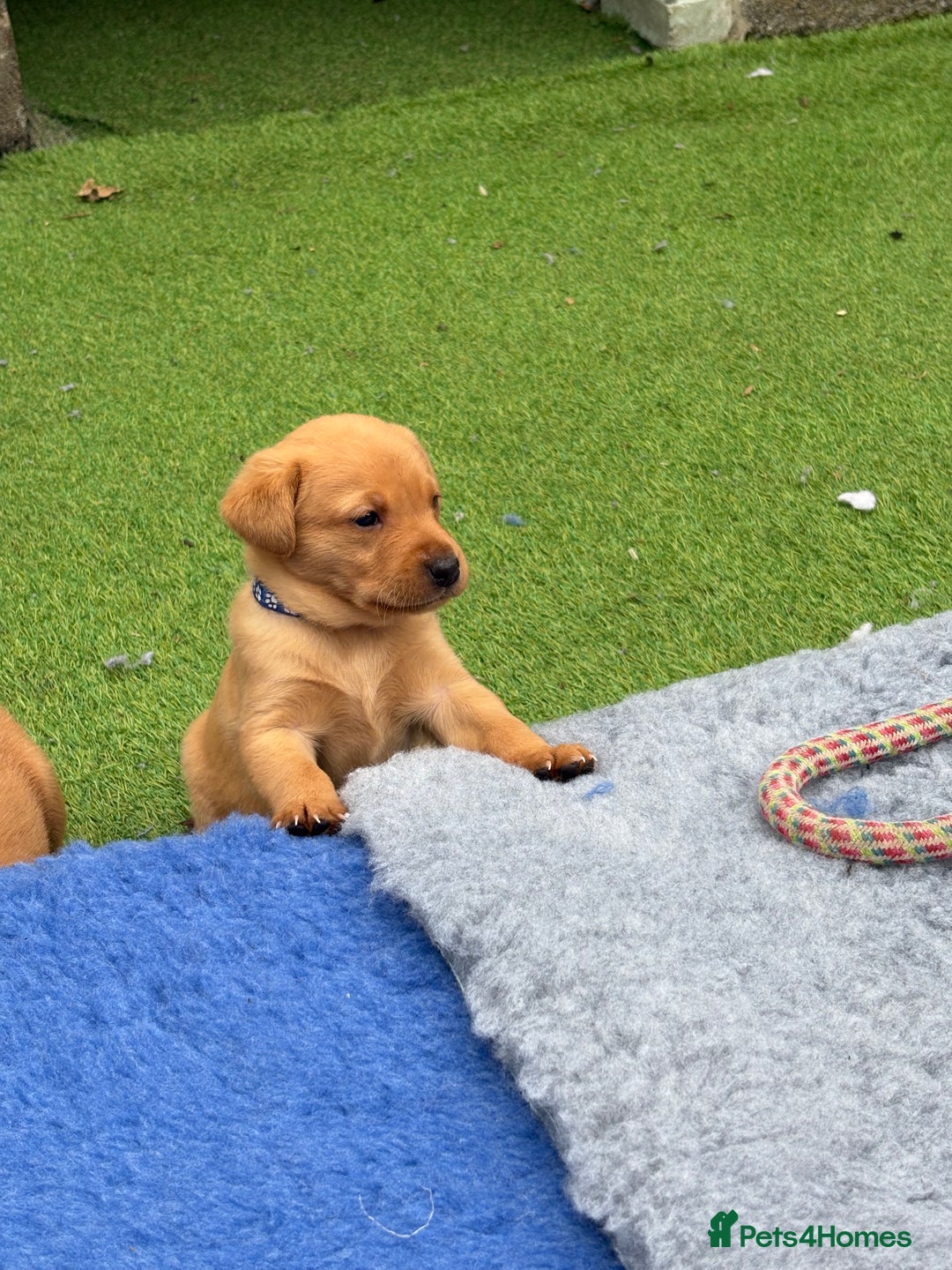 Labrador Retriever dogs for sale: Beautiful KC Fox Red Pups. 0/0 hip/elbow mum & dad - Image 12