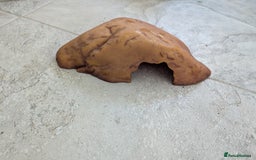 Corn Snake reptiles for sale: Male Corn Snake 2 Years - Image 12