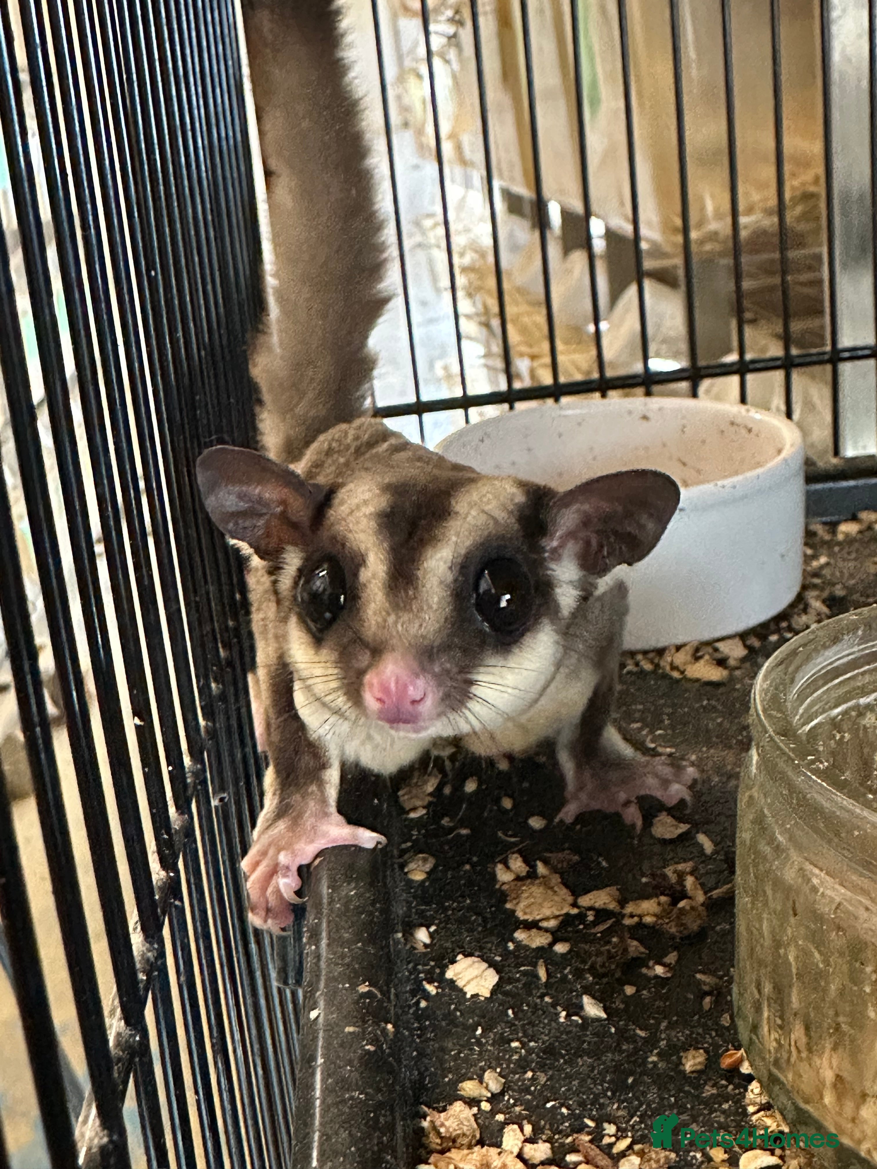 Sugar Glider rodents Sugar gliders l - Advert 1